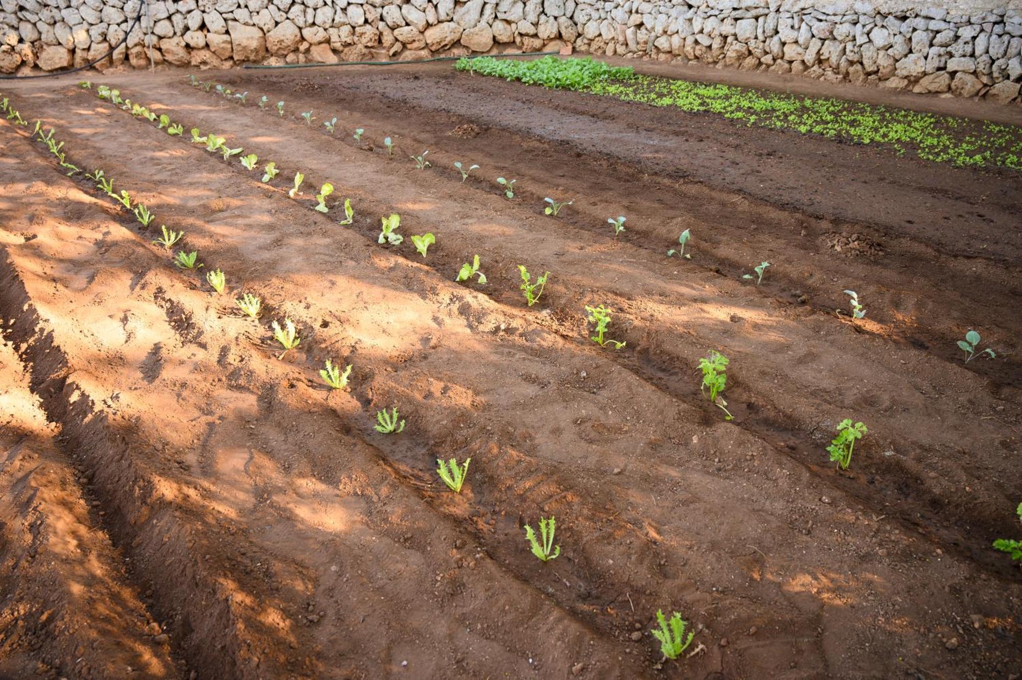 Llucmacanes Gran Agroturismo ماهون المظهر الخارجي الصورة
