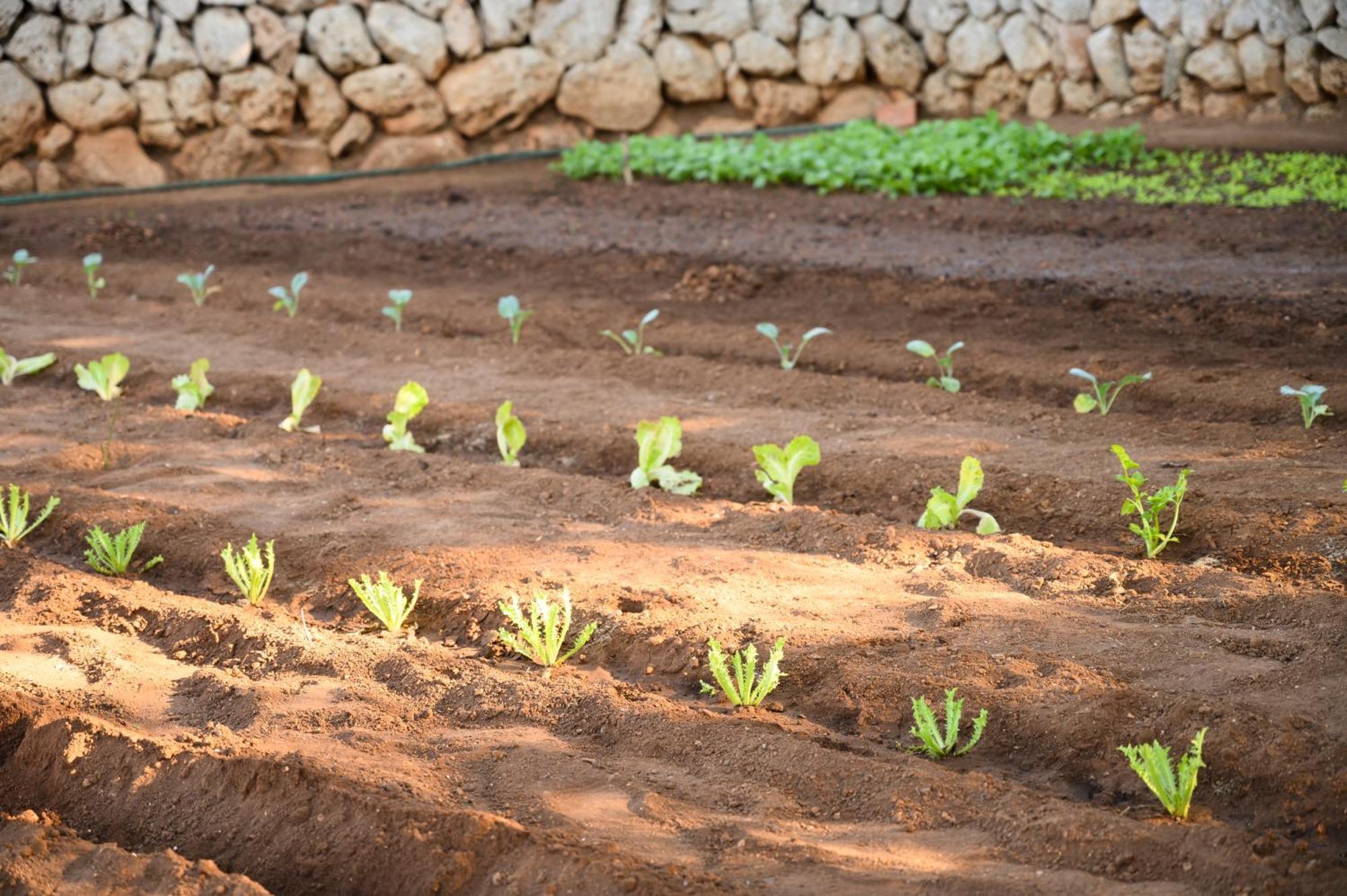 Llucmacanes Gran Agroturismo ماهون المظهر الخارجي الصورة